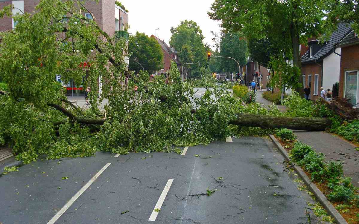 Orkanwarnung in Bayreuth: In Bayreuth stürzten am Freitagabend (20. Mai 2022) einige Bäume um. Symbolbild: Pixabay