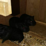 Die drei Meerschweinchenbrüder Rico, Ronny und Randy aus dem Tierheim Bayreuth suchen ein gemütliches Zuhause. Bild: Tierheim Bayreuth