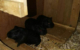 Die drei Meerschweinchenbrüder Rico, Ronny und Randy aus dem Tierheim Bayreuth suchen ein gemütliches Zuhause. Bild: Tierheim Bayreuth