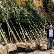 Ein Baumpflegefonds für Bayreuth: Stadtgartenamtsleiter Robert Pfeifer mit zu pflanzenden neuen Jungbäumen. Foto: Stadt Bayreuth