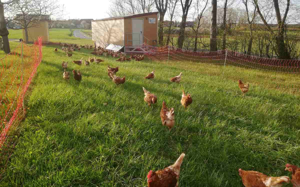Die freilaufenden Hühner beim Marienshof. Mit ihrem Hühnermobil haben sie immer frisches Gras. Bild: Marienshof Waischenfeld