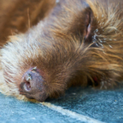 Immer wieder sterben Hunde und Katzen an Giftködern. Eine Tierärztin spricht über die verschiedenen Arten und ihre Auswirkungen. Symbolbild: Pixabay