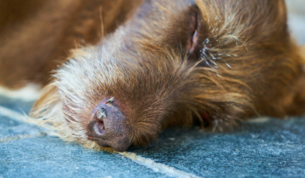Immer wieder sterben Hunde und Katzen an Giftködern. Eine Tierärztin spricht über die verschiedenen Arten und ihre Auswirkungen. Symbolbild: Pixabay
