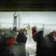 Wegen der Gefahr auf Vogelgrippe hat die Stadt Bayreuth strengere Regeln im Umgang mit Geflügel erlassen. Symbolbild: Pixabay