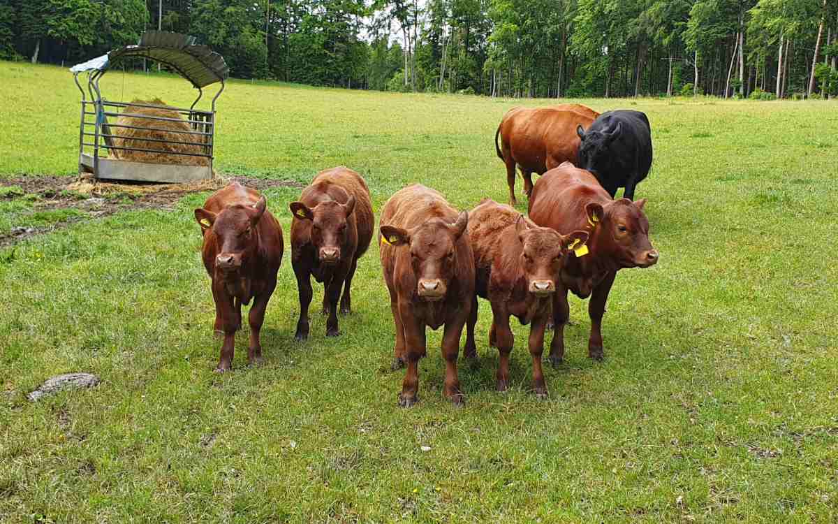 Die Rinder der Metzgerei Kroder: Nur etwa einen Kilometer entfernt hausen die Tiere auf der Weide. Bild: Metzgerei Kroder