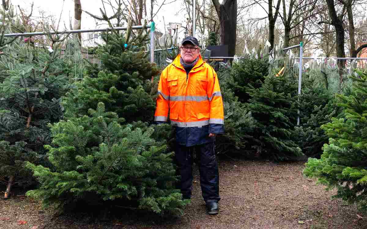 Weihnachtsbäume in Bayreuth: Peter Renner verkauft sie seit 30 Jahren und weiß, worauf es bei einem schönen Baum ankommt. Bild: Jürgen Lenkeit