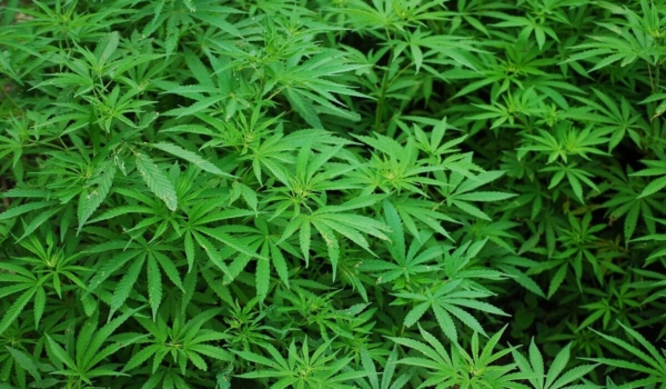 Der bayerische Gesundheitsminister Klaus Holetschek sieht die geplante Cannabis-Legalisierung kritisch. Symbolfoto: pixabay