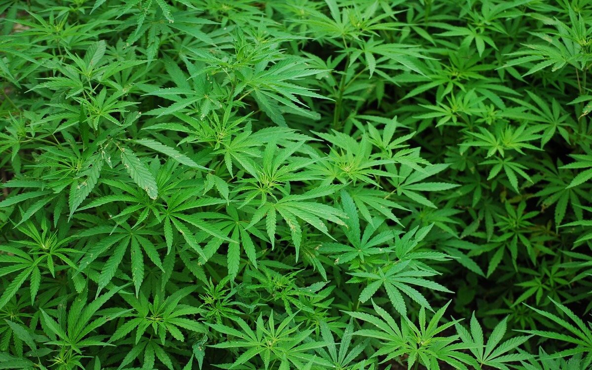 Der bayerische Gesundheitsminister Klaus Holetschek sieht die geplante Cannabis-Legalisierung kritisch. Symbolfoto: pixabay