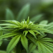 Cannabis soll legalisiert werden: Bayern ist dagegen. Symbolfoto: pixabay
