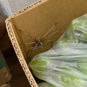 In einem Discounter in Krefeld wurde eine riesige Spinne in einem Bananenkarton entdeckt. Die Mitarbeiter alarmierten die Feuerwehr. Foto: Feuerwehr Krefeld