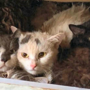 In einer kleinen Wohnung in Diepersdorf wurden 115 verwahrloste Katzen entdeckt. Ans Licht kam das Animal-Hoarding nur durch einen Wasserschaden. Foto: Tierheim Hersbruck