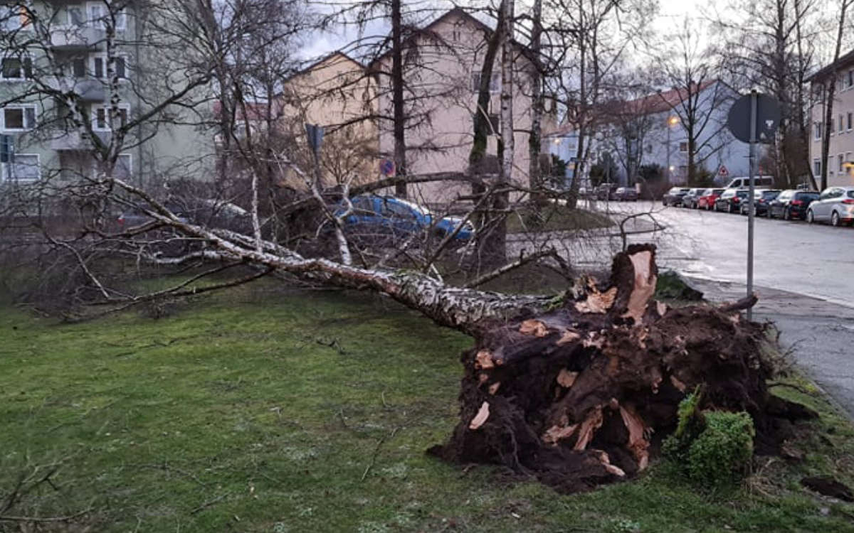 Schon am 17. Februar wütete ein Orkan in Bayreuth. Hier hat es einen Baum in der Frankenstraße entwiurzelt. Archivfoto: privat