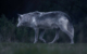 Wölfe in Oberfranken sind keine Seltenheit. Allerdings meiden die Tiere den Menschen. Symbolbild: pixabay