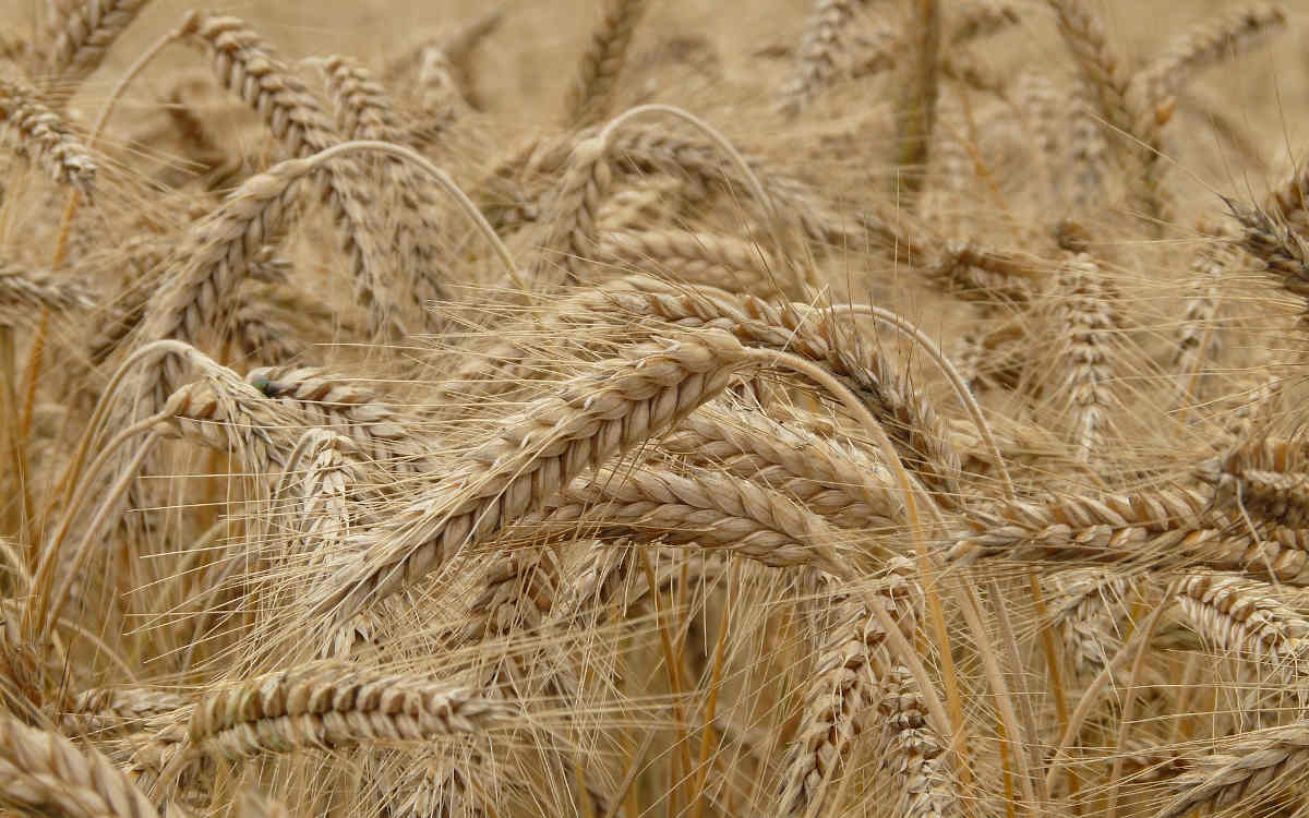Der Anbau der richtigen Weizensorten ist eine entscheidende Anpassung an das heißere und trockenere Wetter in Oberfranken. Symbolfoto: Pixabay