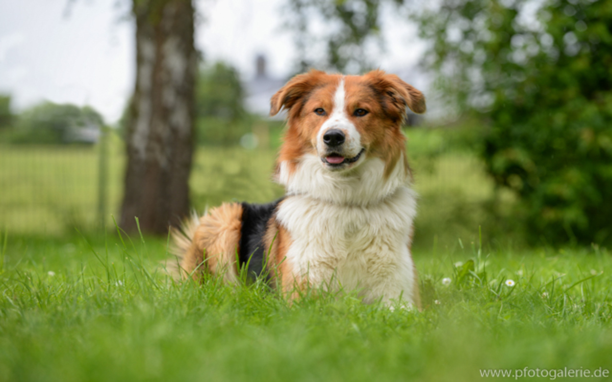 Hund Sammy sucht ein neues Zuhause. Foto: Pfotogalerie/Tierheim Bayreuth