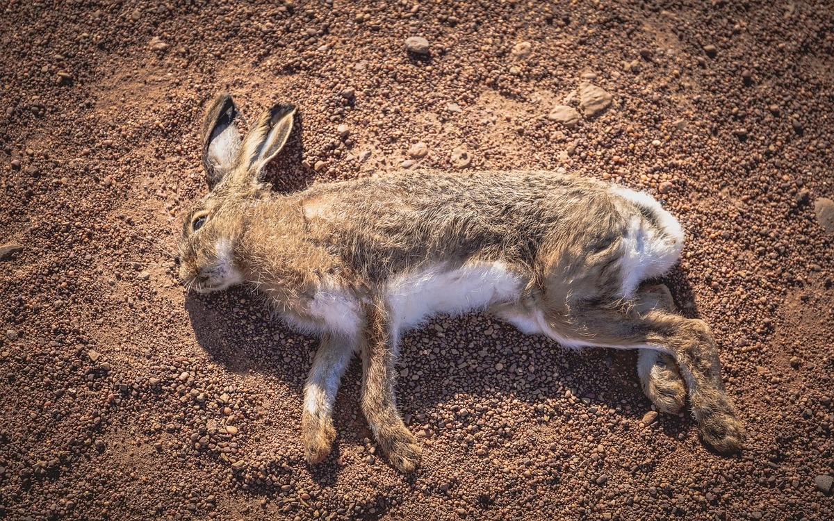 Ein Tierquäler tötete am Montag, 4. April 2022, einen Wildhasen in Oberfranken. Symbolfoto: Pixabay