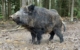 Das Wildschwein Putin im Wildpark Mehlmeisel hat einen neuen Namen: Eberhofer. Am Dienstag wird er offiziell umgetauft. Bild: Wildpark Waldhaus Mehlmeisel