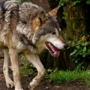 In Hessen hat ein Wolf ein Kind angegriffen - nachdem er wohl provoziert wurde. Symbolbild: Pixabay