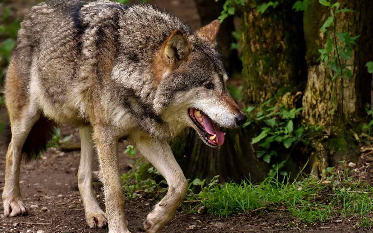 Der Kreistag des Landkreises Bayreuth beschäftigte sich mit dem Wolfvorkommen in der Umgebung. Symbolbild: Pixabay
