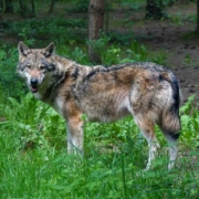 Wölfe im Veldensteiner Forst: Im Landkreis Bayreuth gibt es offenbar Nachwuchs. Symbolbild: Pixabay