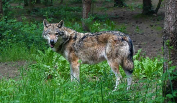 Im Veldensteiner Forst im Landkreis Bayreuth gab es im Frühjahr 2022 zwei bestätigte Aufeinandertreffen von Mensch und Wolf. Symbolbild: Pixabay