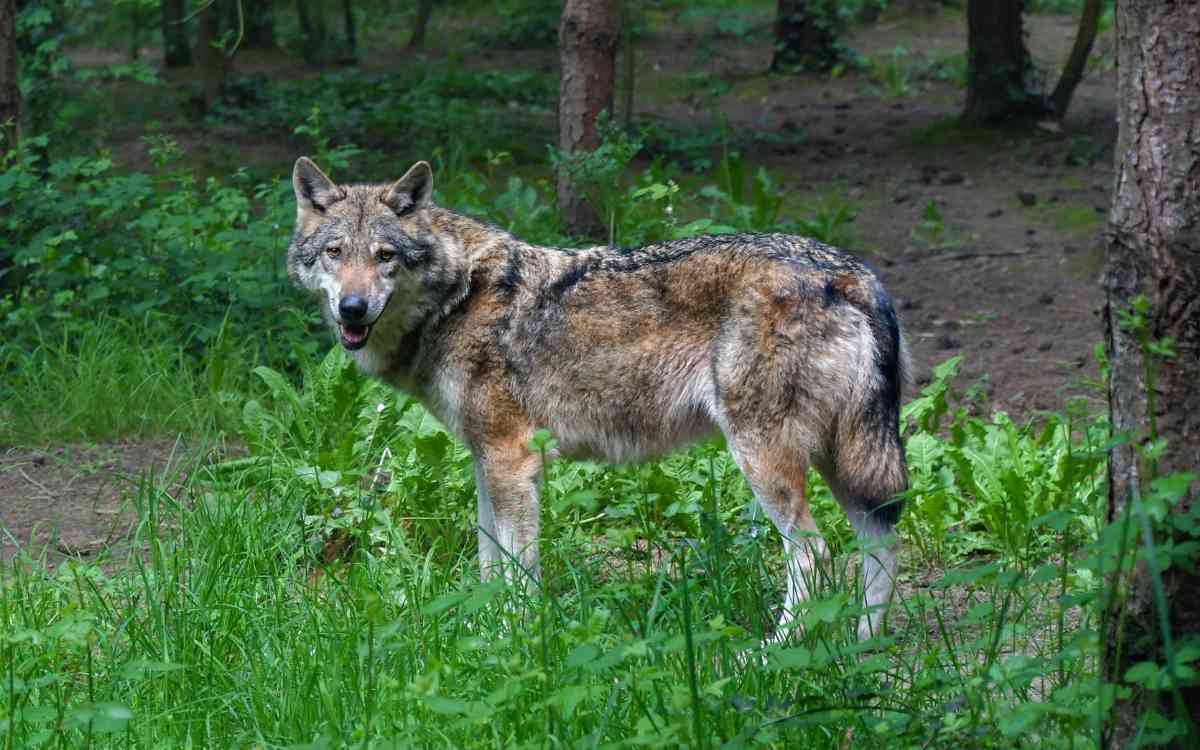 Im Veldensteiner Forst im Landkreis Bayreuth gab es im Frühjahr 2022 zwei bestätigte Aufeinandertreffen von Mensch und Wolf. Symbolbild: Pixabay