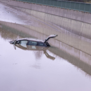 In Oberbayern kam es zu vielen Überschwemmungen. Ein Mann ist dabei ums Leben gekommen. Bild: NEWS5/Merzbach
