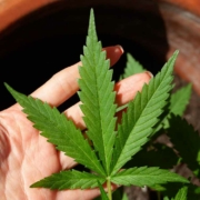 Cannabis soll in Deutschland 2023 legal werden. Das hat Justizminister Marco Buschmann (FDP) am Montag (9. Mai 2022) versprochen. Symbolbild: Pixabay