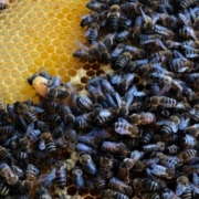 Bienen in Pegnitz gesucht: Ein Imker hat auf Facebook einen Suchaufruf gestartet. Bild: Marcel Schickel