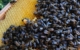 Bienen in Pegnitz gesucht: Ein Imker hat auf Facebook einen Suchaufruf gestartet. Bild: Marcel Schickel
