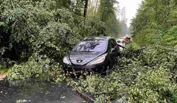 In Kalchreuth in Mittelfranken stürzte ein Baum auf ein fahrendes Auto. Bild: News5/Bauernfeind