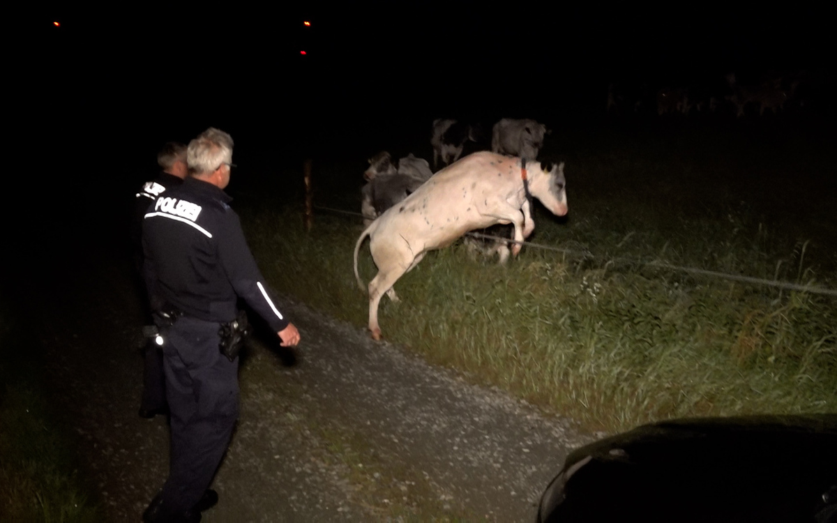 Ein entlaufenes Rind hatte die Einsatzkräfte auf der A72 zwischen Plauen und Zwickau, auf Höhe Treuen (Lkr. Hof) am frühen Montagmorgen (30.05.2022) knapp drei Stunden lang gefordert. Foto: NEWS5/Fricke