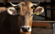 Die Kuh wollte sich auf dem Weg nach Bayreuth scheinbar aus dem Staub machen. Symbolbild: Pixabay
