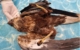 Vergiftete Rohrweihe: Der LBV warnt im Landkreis Coburg Eltern und Hundehalter vor präparierten Greifvögeln und Ködern. Bild: LBV Coburg