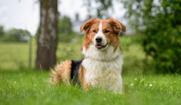 Hund Sammy aus dem Tierheim Bayreuth sucht ein neues Herrchen oder Frauchen. Foto: Tierheim Bayreuth/Pfotogalerie