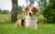 Hund Sammy aus dem Tierheim Bayreuth sucht ein neues Herrchen oder Frauchen. Foto: Tierheim Bayreuth/Pfotogalerie