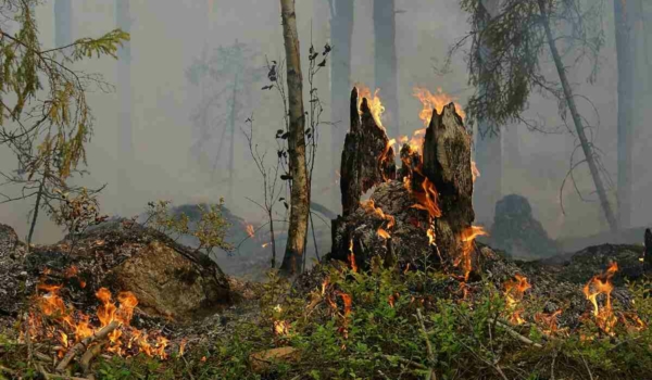 Waldbrand bei Bayreuth: Bei einem Kontrollflug konnte am 16. Juni 2022 ein Feuer bei Tiefenlesau ausgemacht und anschließend gelöscht werden. Symbolbild: Pixabay