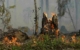 Am Ostersonntag wurde in einem Wald nördlich von Oberhaid ein Feuer gelegt. Symbolbild: Pixabay