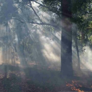 Nach Angaben der Universität Bayreuth könnte künstliche Intelligenz helfen, Waldbrände zu verhindern und zu bekämpfen. Symbolbild: Pixabay