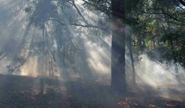 Waldbrandgefahr in Bayreuth: Die Stadtverwaltung hat für Samstag und Sonntag (18. und 19. Juni 2022) ein Verbot von offenem Feuer erlassen. Symbolbild: Pixabay
