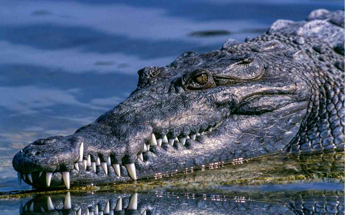 Aschaffenburg: Ein Mann hat am Donnerstag (23. Juni 2022) angeblich ein Krokodil im Main schwimmen sehen. Symbolbild: Pixabay