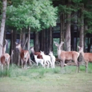 Wildpark Mehlmeisel: Vier neugeborene Hirschkälber, drei mit weißem Fell, begeistern seit Juni die Besucher. Bild: Wildpark Mehlmeisel