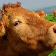 Eine Kuh ist einem Landwirt in der Gegend von Kastl entlaufen. Symbolbild: Pixabay