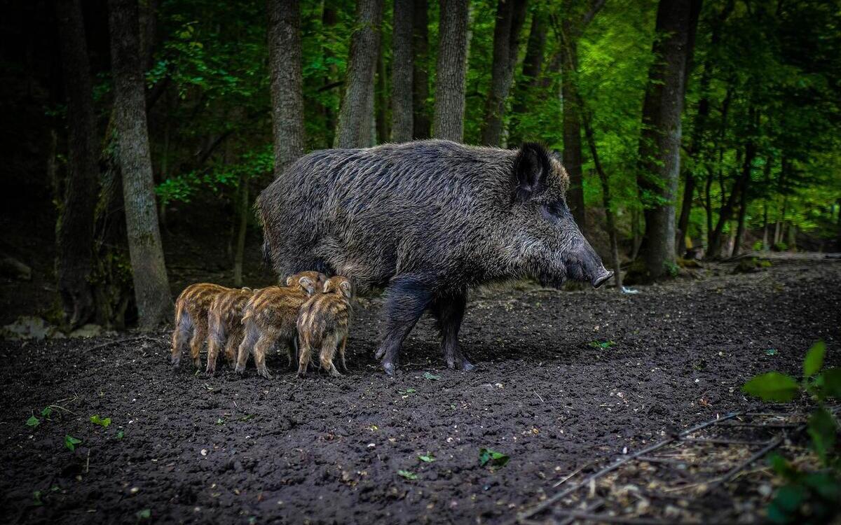 Bei einem Wildunfall am Sonntag, 17. Juli 2022, wurden mehrere Wildschwein-Frischlinge überfahren. Foto: Pixabay