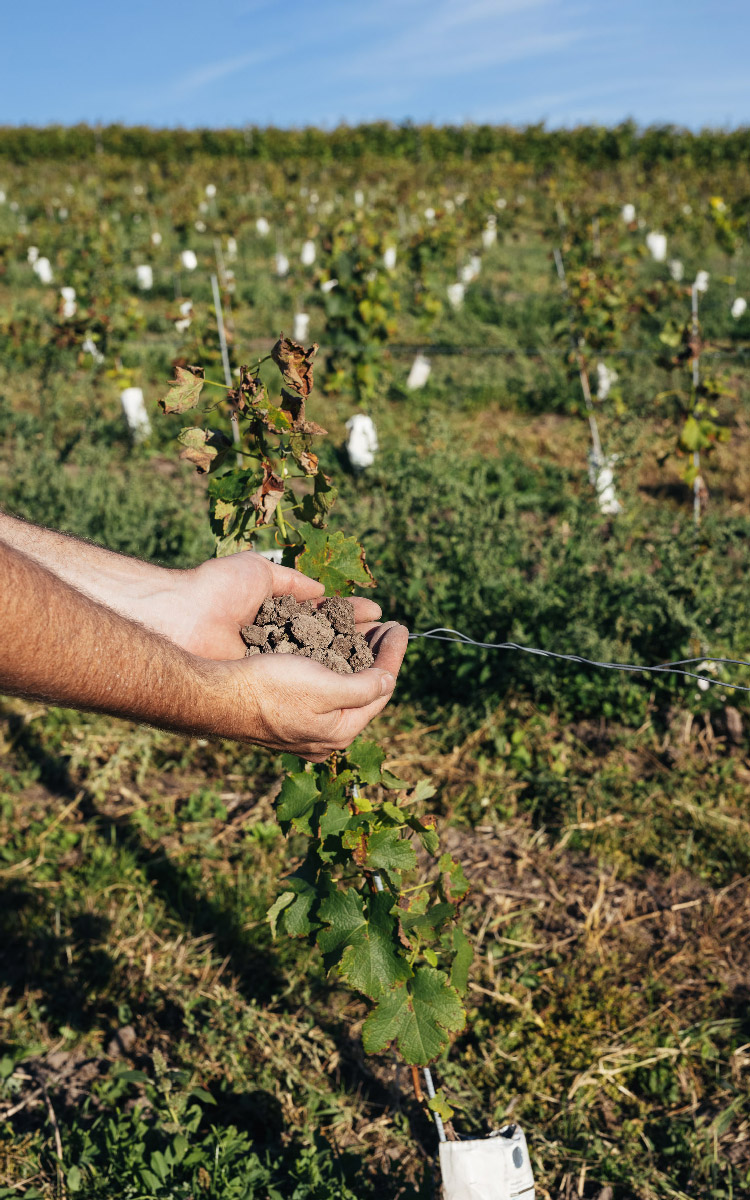 Mit eine wichtige Voraussetzung für gute Wein ist die Bodenbeschaffenheit – hier zeigt Markus Bruker Keupermergel - Fotos © Weingut Bruker