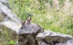 Luchsnachwuchs im Wildpark Waldhaus Mehlmeisel im Landkreis Bayreuth geht auf Erkundungstour. Foto: Xaver Klaußner