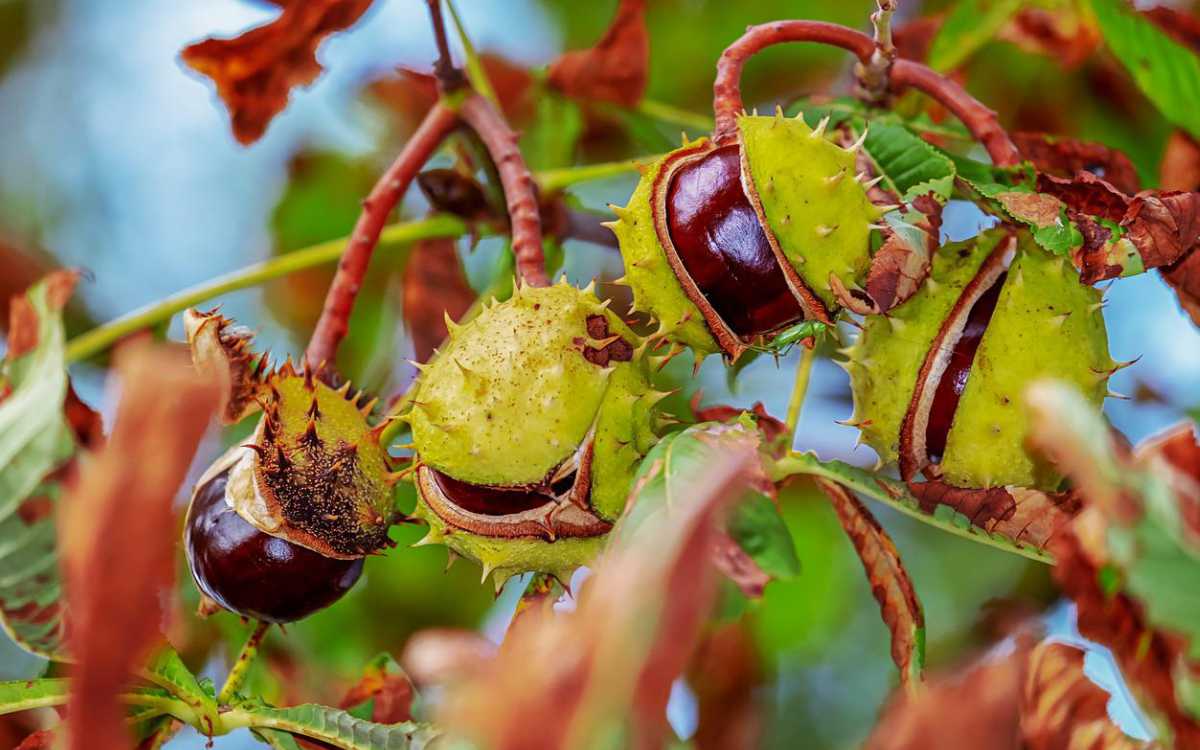 Der Herbst ist Kastanienzeit - besonders im Wildpark Mehlmeisel. Symbolbild: Pixabay