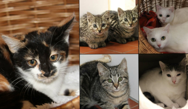 Zahlreiche Katzen im Tierheim Bayreuth freuen sich auf ein neues Zuhause. Foto: Tierheim Bayreuth