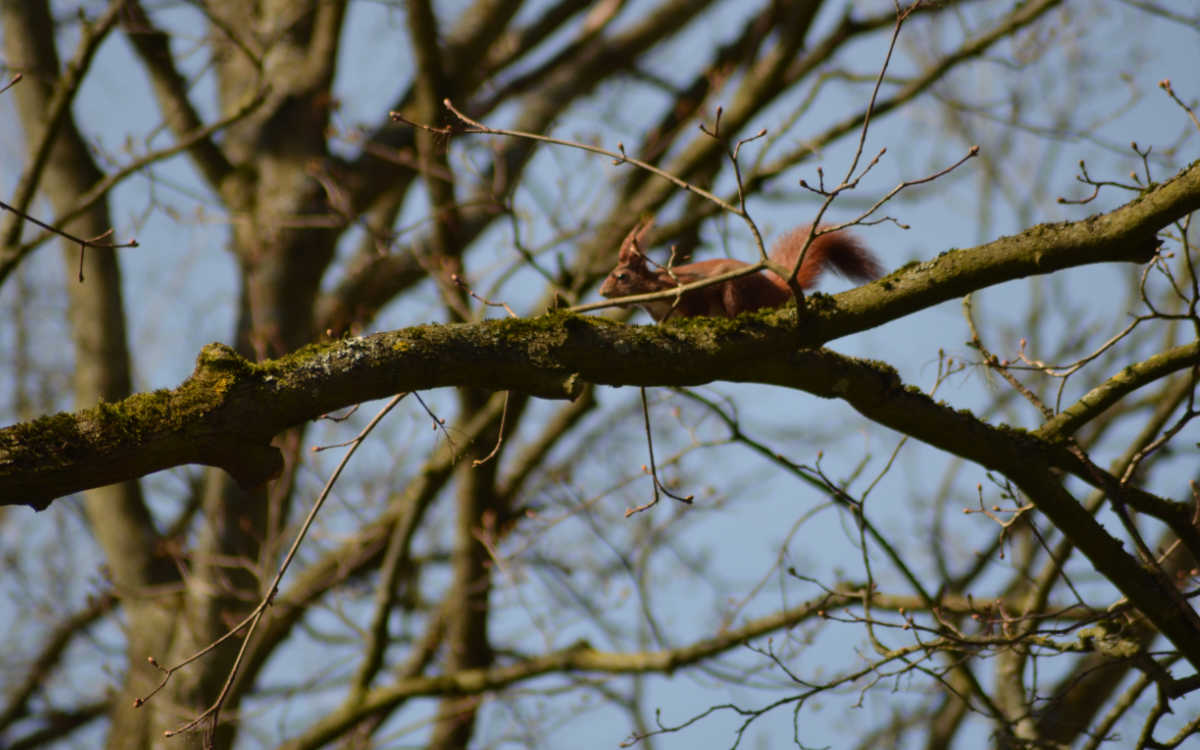 Ein Eichhörnchen. Bild: Neele Boderius
