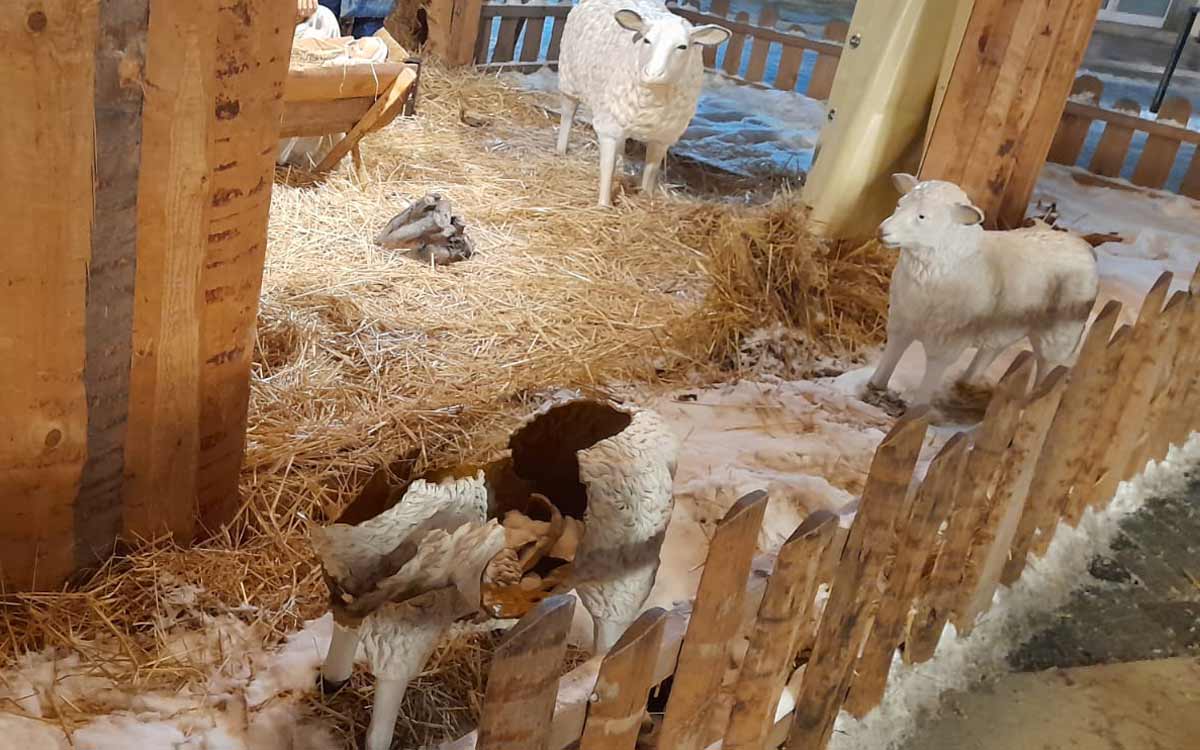 Das geschändete Schaf der Bayreuther Krippe war noch das ganze Wochenende über zu sehen. Foto: Johannes Pittroff